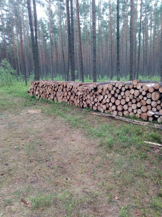 Drewno opałowe/kominkowe