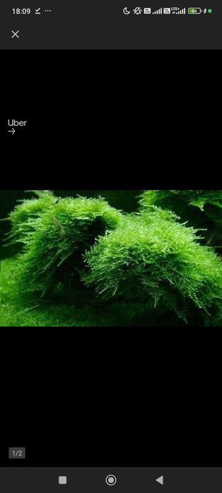 Mech do akwarium, do dekoracji podwórka i t.d