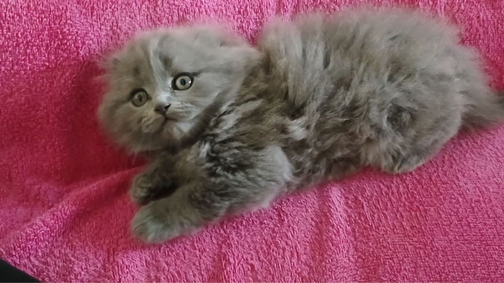 висловухі котики