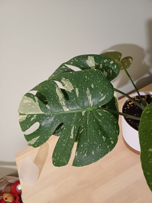 Monstera Thai Constellation