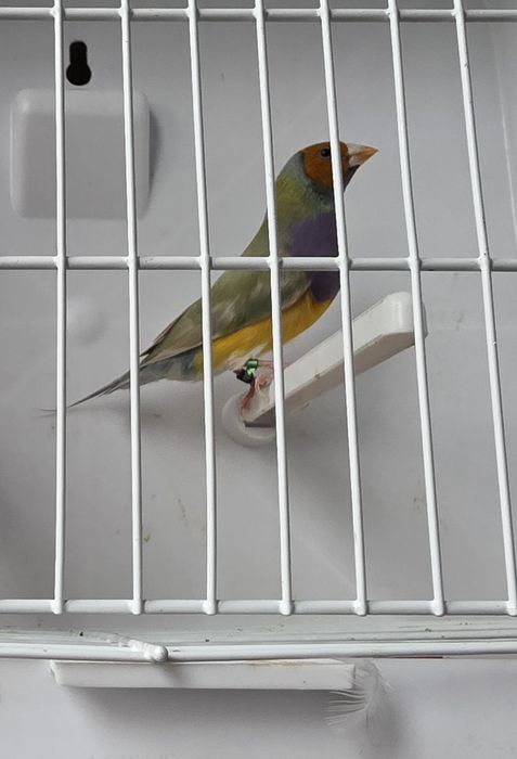 Vendo diamante gould