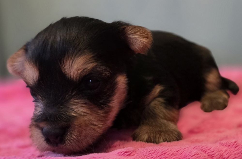 Yorkshire terrier suczka