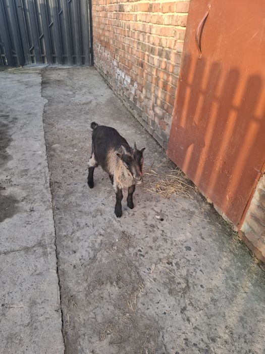 Козеня породи ламанча