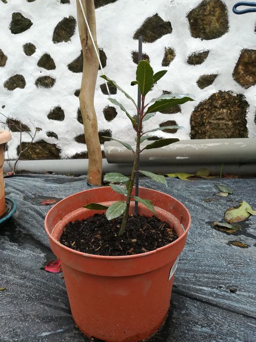 Árvore de louro em vaso