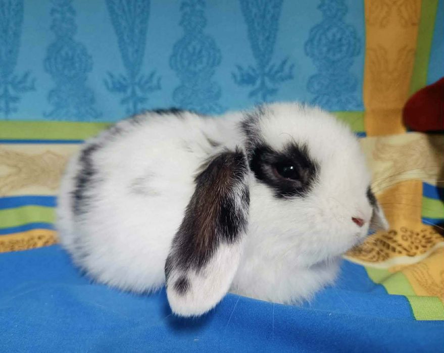 Sprzedam króliczki mini loop mini lop niebieskookie białe puchate