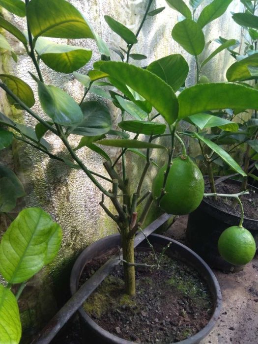 Лимони сорт Київський великоплідний