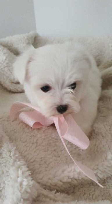 Piękna Mini Sunia Maltańczyk, Pełna dokumentacja.