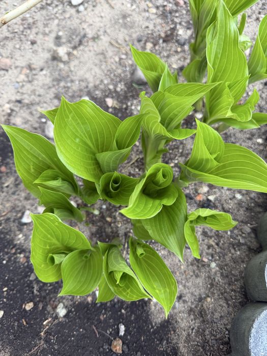 Funkia hosta sadzonki odbiór osobisty