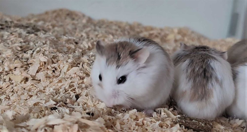 CHOMIK Roborowski Zooland Lębork