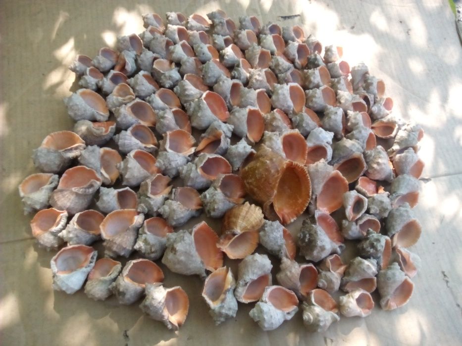 Ракушка рапана