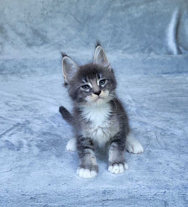Kocurek Maine coon z rodowodem FPL