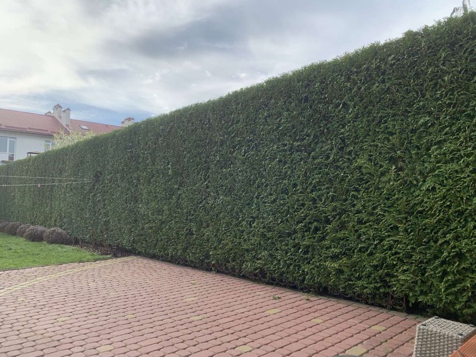 Стрижка туй, стрижка живоплоту, стрижка рослин, садівник, ландшафтний