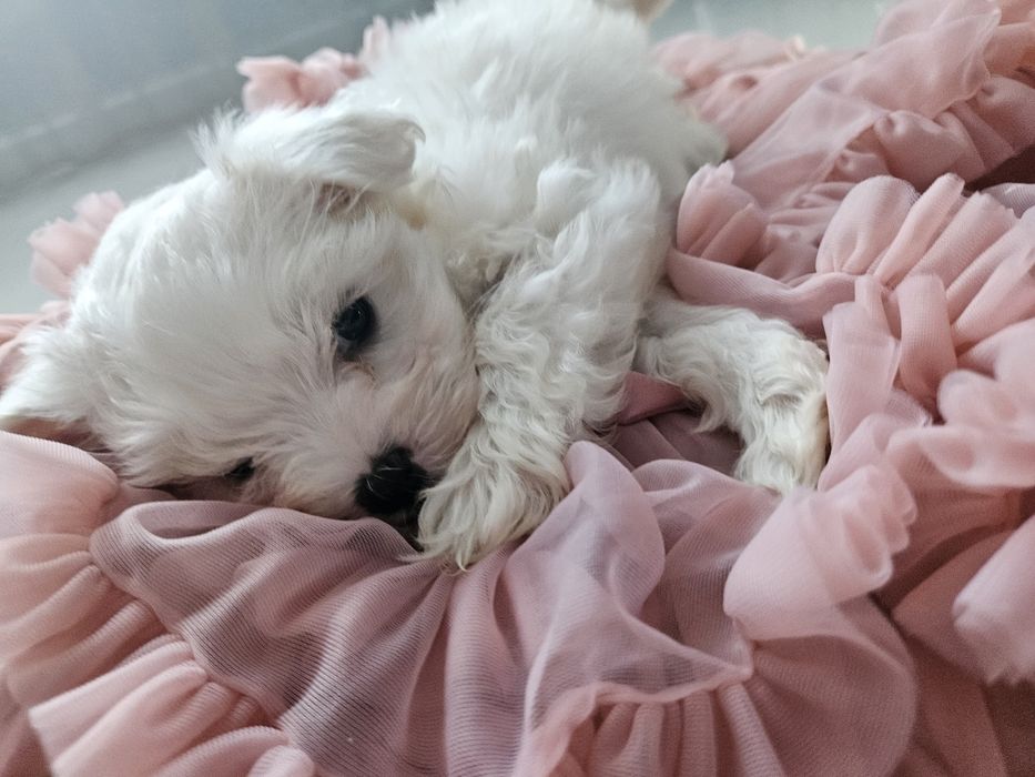 Maltańczyk z rodowodem PIES