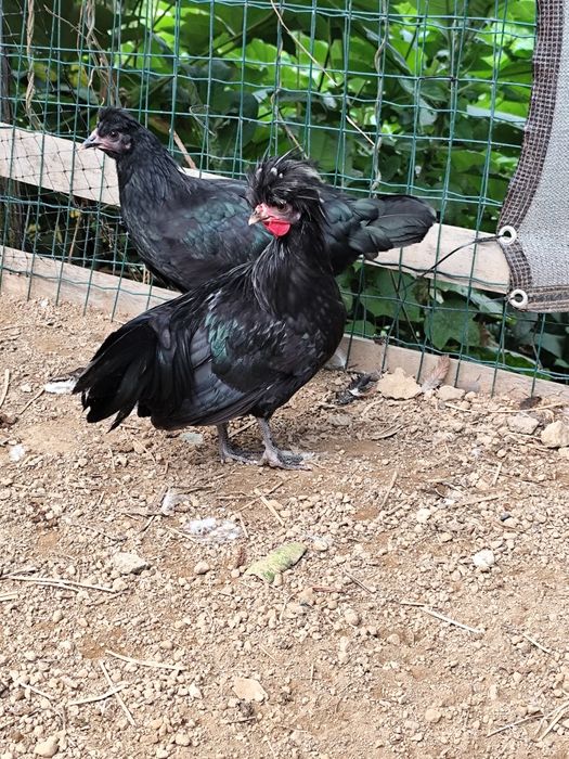 Galos de raça traçada