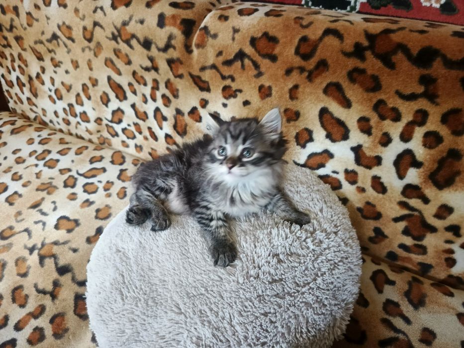 Котята бесплатно