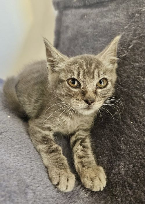 Gatinhos bebés para adoção responsável