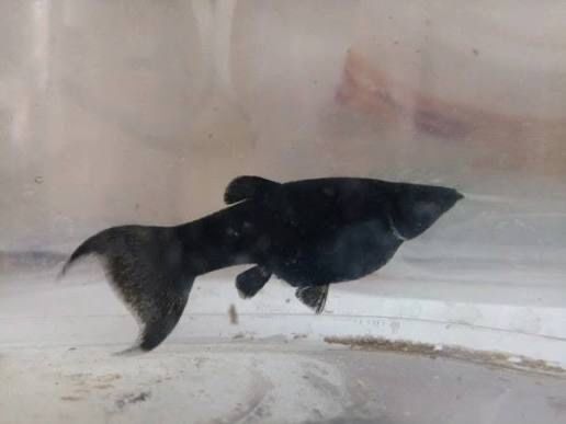 Molinezja Czarna Black Molly