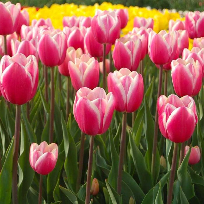 Луковицы тюльпанов 12+,нарциссов!