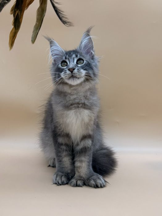 Мейн кун девочка полидактильная