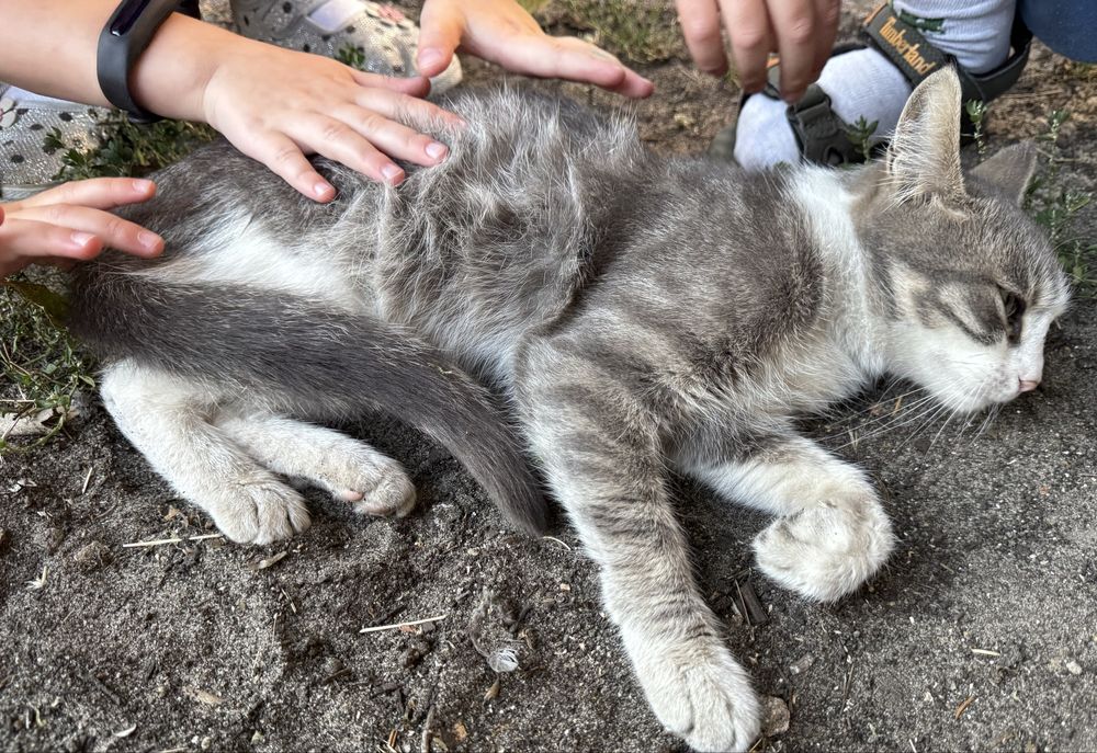 Ласкаве ексклюзивне котенятко кішечка в добрі руки!