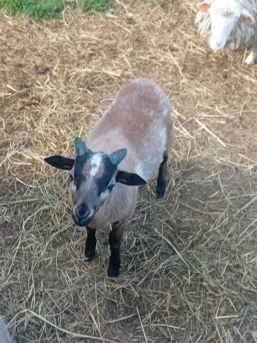 Sprzedam owieczki