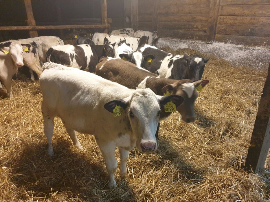 BYCZKI do dalszego chowu na sprzedaż