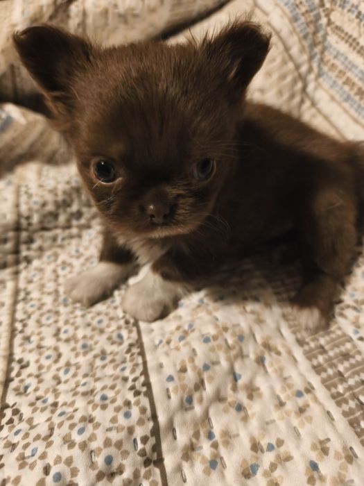 Chihuahua  qualidade excelente