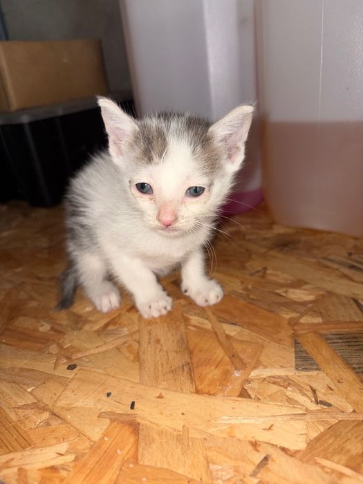 Gatos para adoção