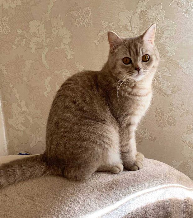 Кошка Шотландская