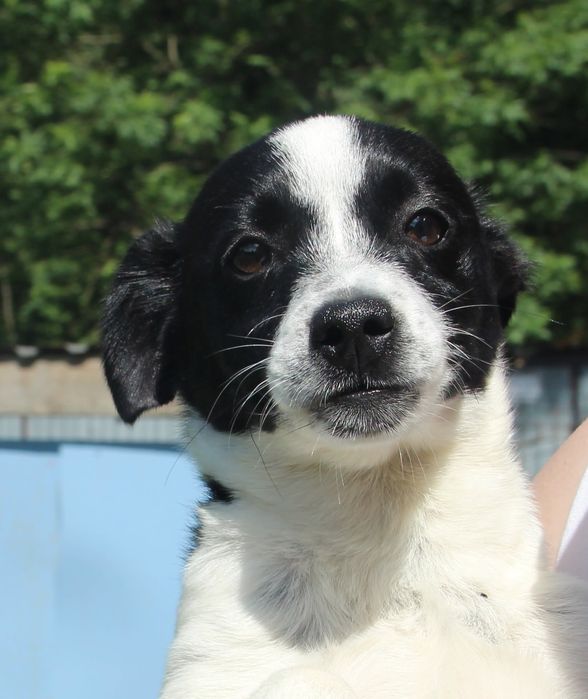 Szczeniaki- małe pieski do adopcji