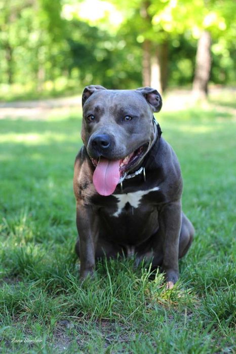 Чистокровні амстафи