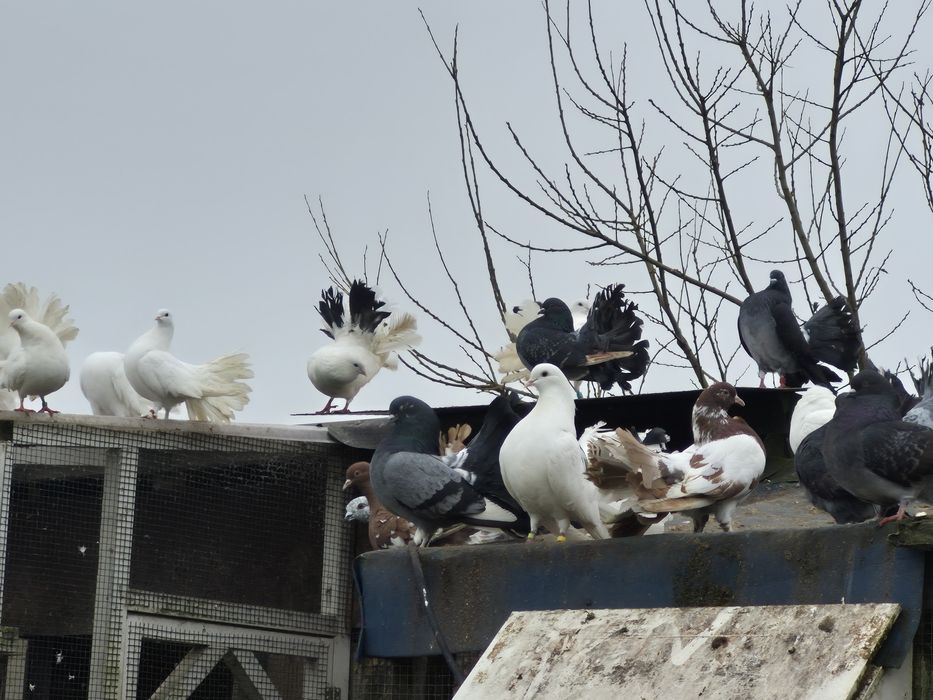 Sprzedam pawiki młode