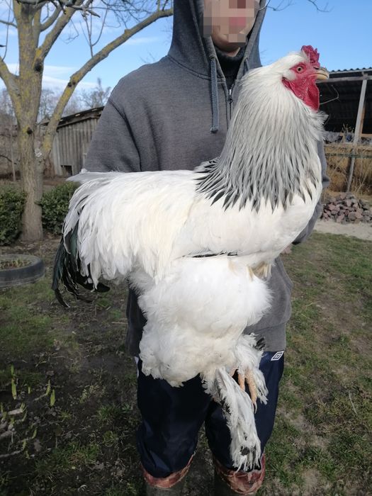 Продам півників  брама