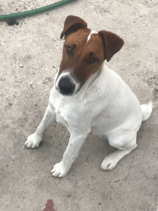 Отдам в хорошие руки Фокстерьера