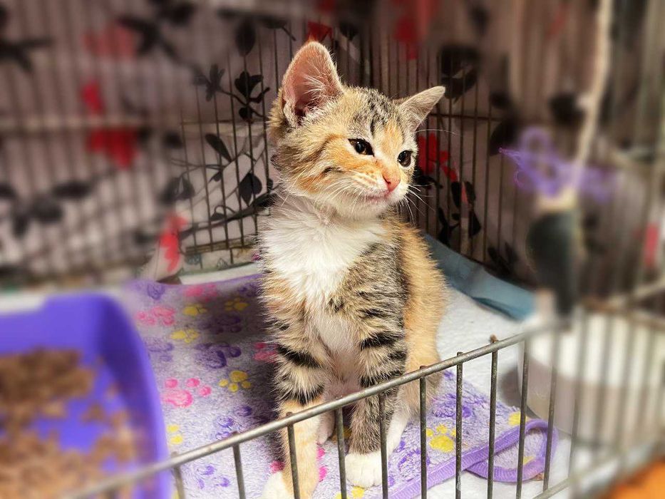 Мультяшна сонячна котодівчинка Моллі (2,5 м) шукає люблячий дім! Кішка