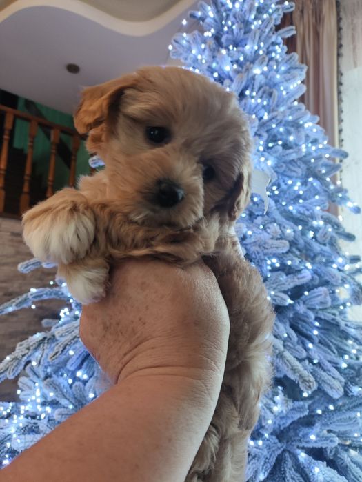 Мальтіпу Ф1 д.н. 11.10.25