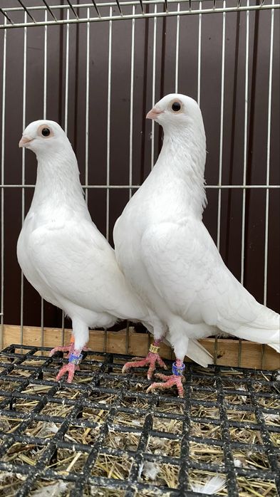 Cepele, ceple, cepelki