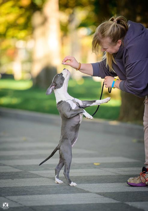 Красуня амстафф стафф стаффорд КСУ