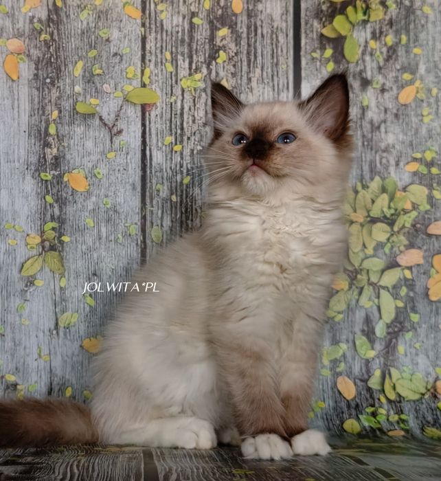 Kotka ragdoll wkròtce do odbioru