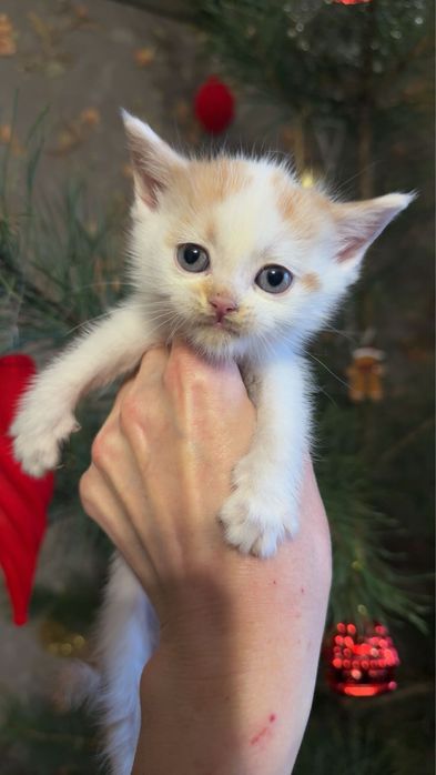 Хлопчик метис від персидської кішки