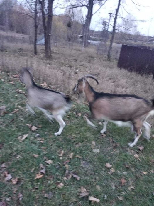 Продаються 4 кози (2 дойні та 2 - вік 9,5 місяців)