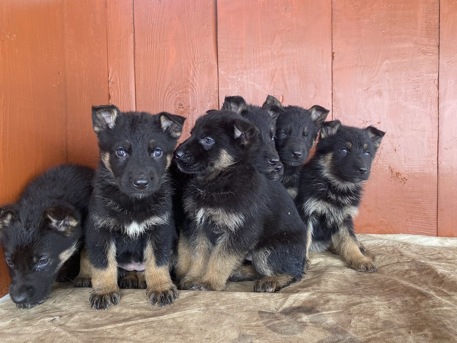 Продам цуценята німецької вівчарки вік 7 тижнів