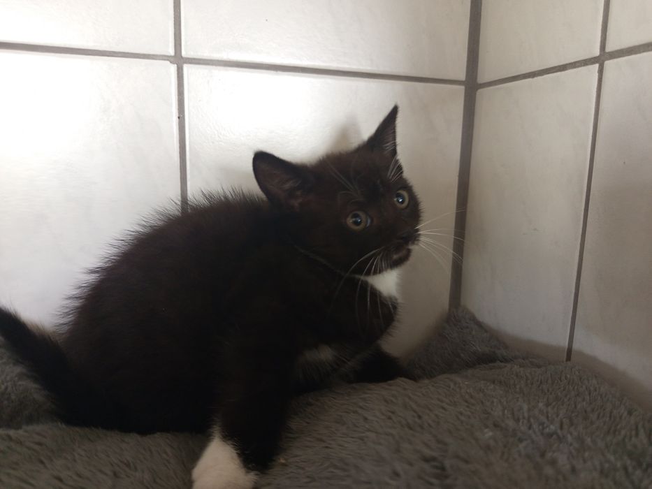 Marcyś poleca się do adopcji