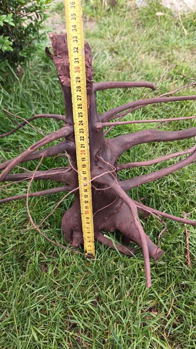 Коряга в аквариум