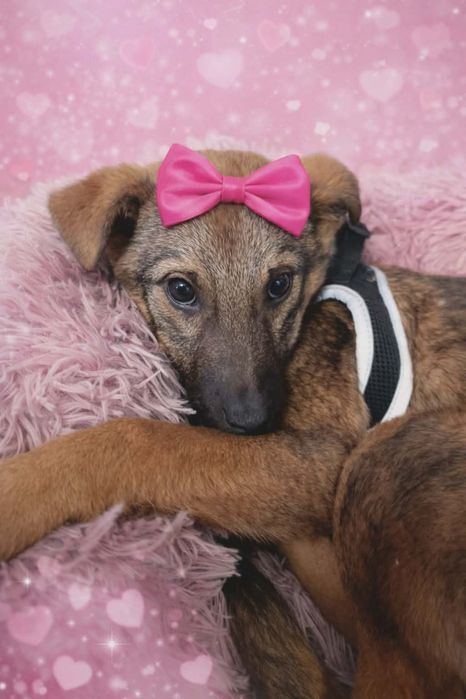 Mokka psie dziecko szuka domku