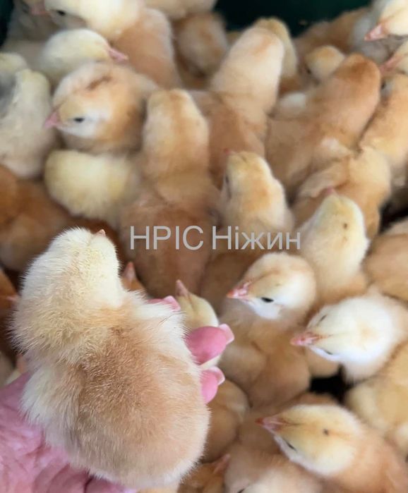 Добові циплята Геркулес, Домінант, Кобб Росс, Мастер, Редбро ОПТ