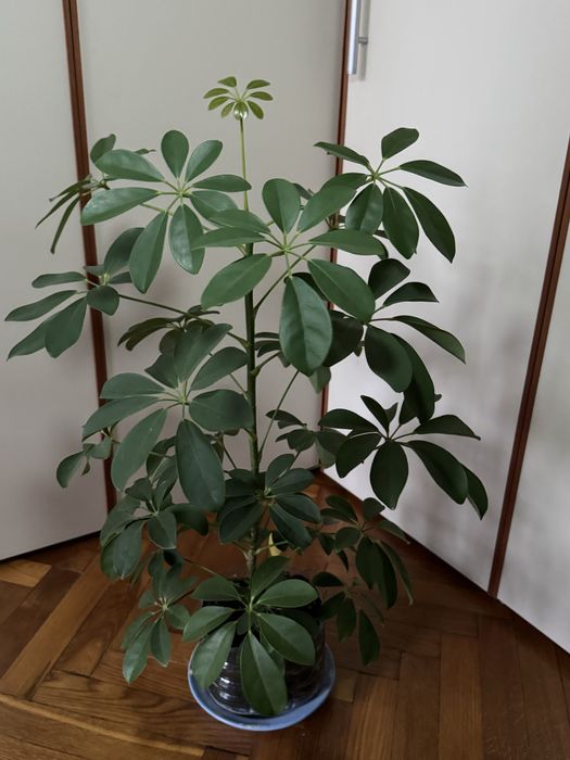 Шефлера 2-3 года