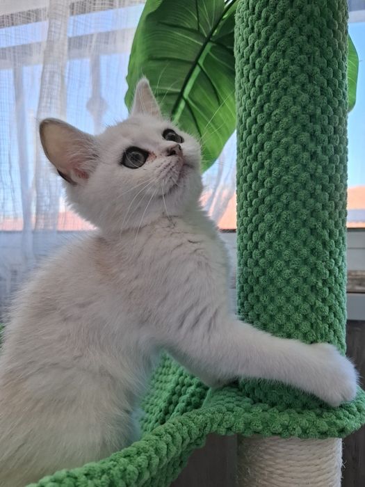 Femea british shorthair