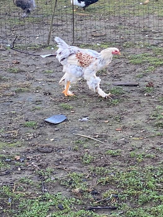 Galos grandes e pequenos.