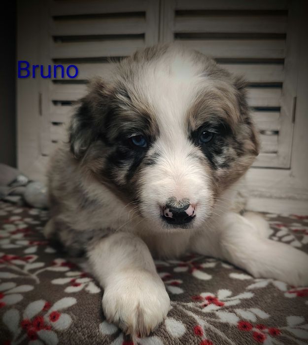 Border collie piesek Blue merle przebadani rodzice do odbioru